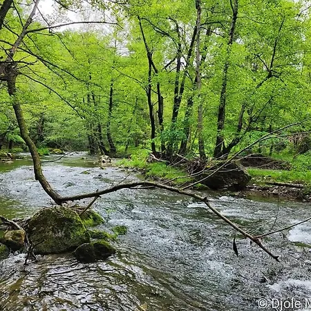 Cherry Ii Gradac * 발제보