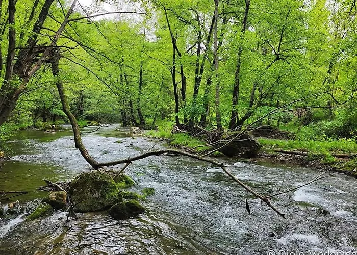 Cherry Ii Gradac * Valjevo